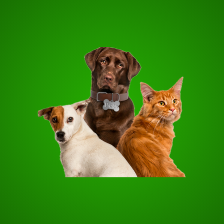 pet